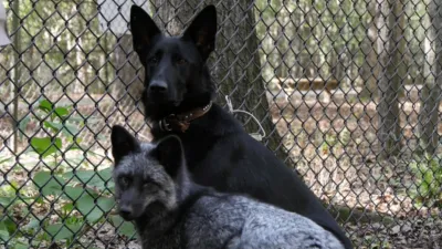 thumbnail - S3:E3 The Fox and the Hound