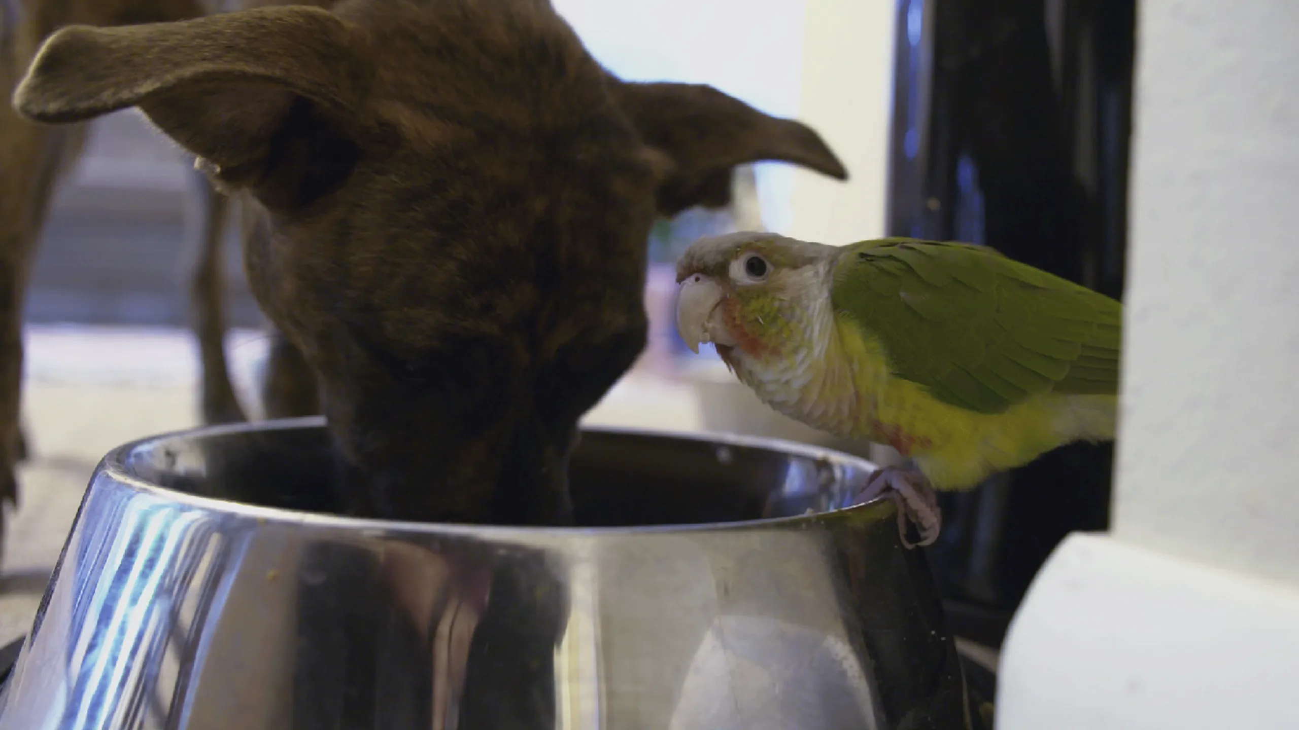 thumbnail - S3:E6 Puppy Want a Parrot?