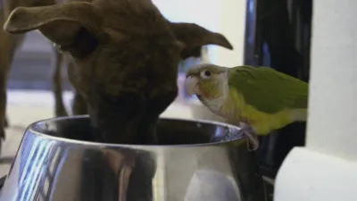 thumbnail - S3:E6 Puppy Want a Parrot?