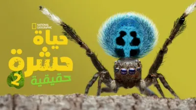 thumbnail - "A Real Bug's Life"