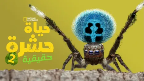 thumbnail - "A Real Bug's Life"