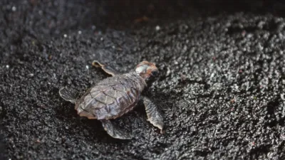 thumbnail - S1:E1 Land of Fire