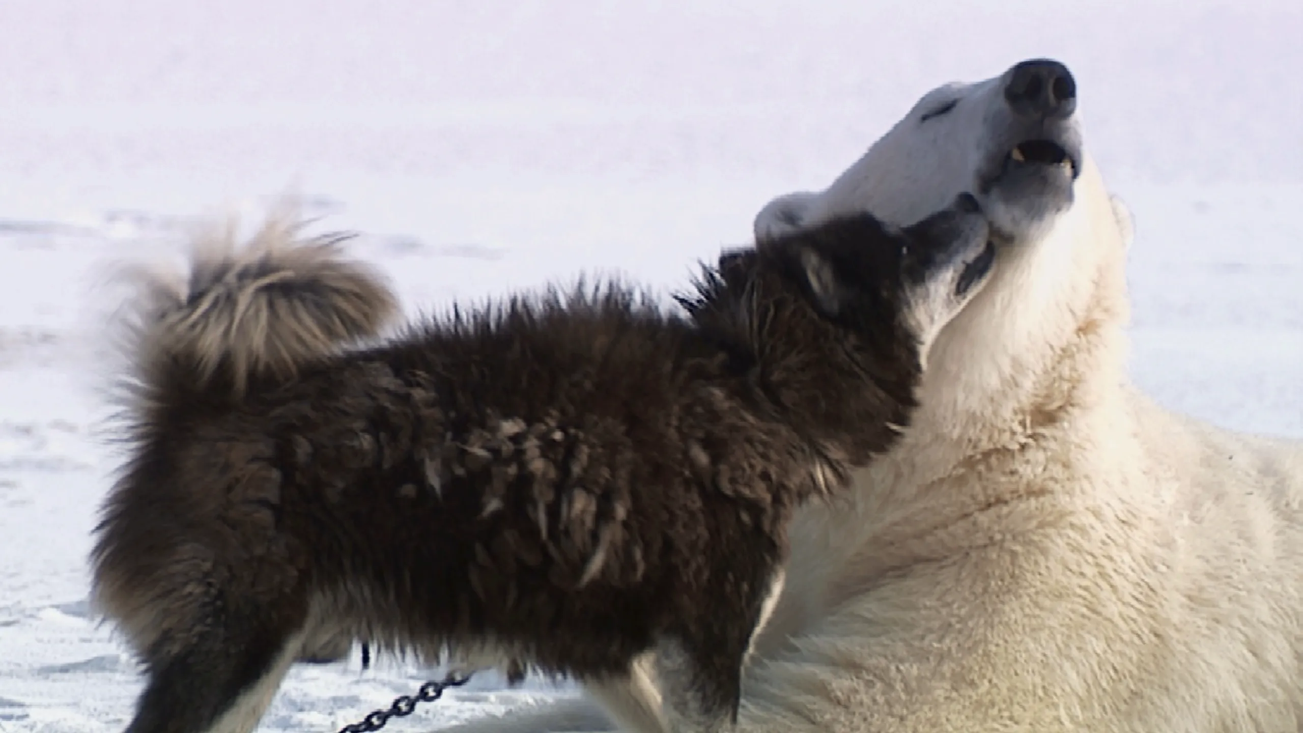 thumbnail - S1:E3 Dogs Gone Wild