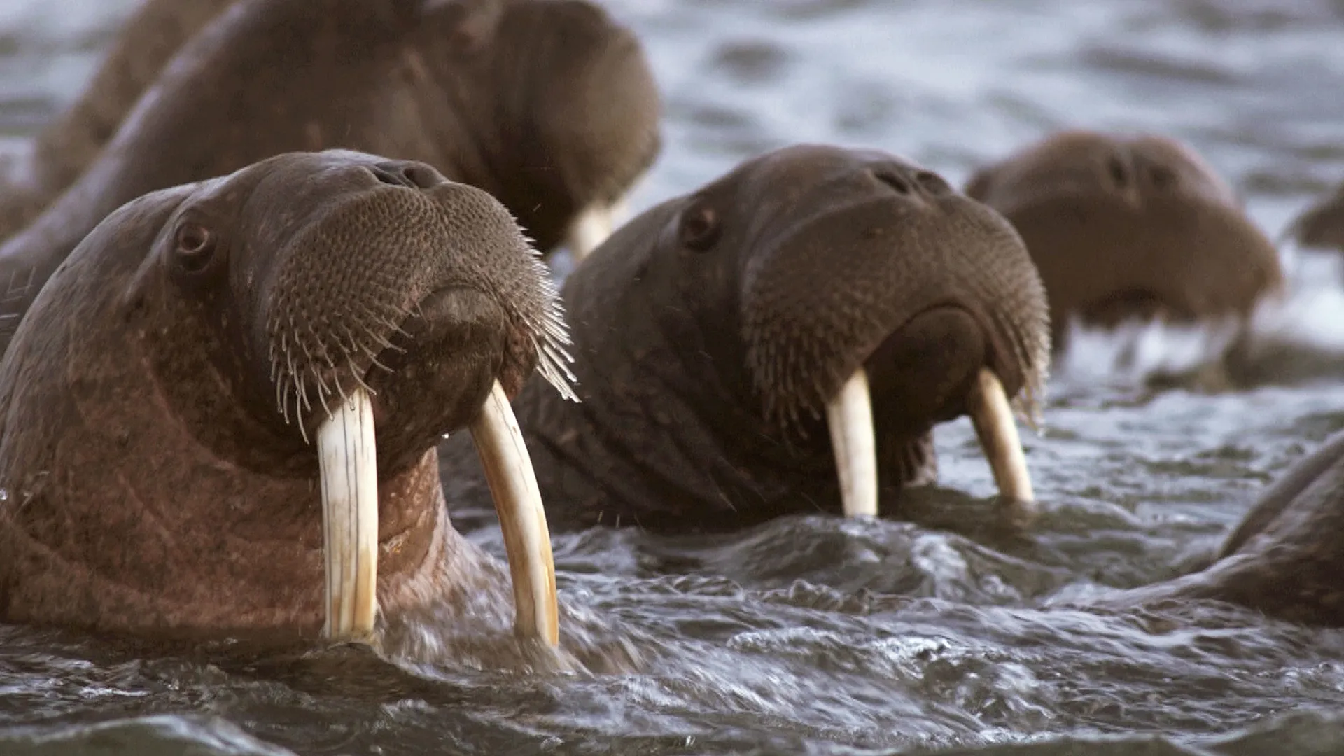 thumbnail - S1:E4 Feast or Famine