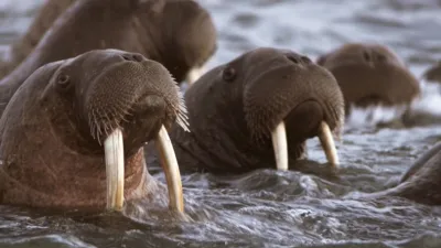 thumbnail - S1:E4 Feast or Famine