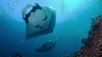 thumbnail - S1:E2 Secrets of the Deep