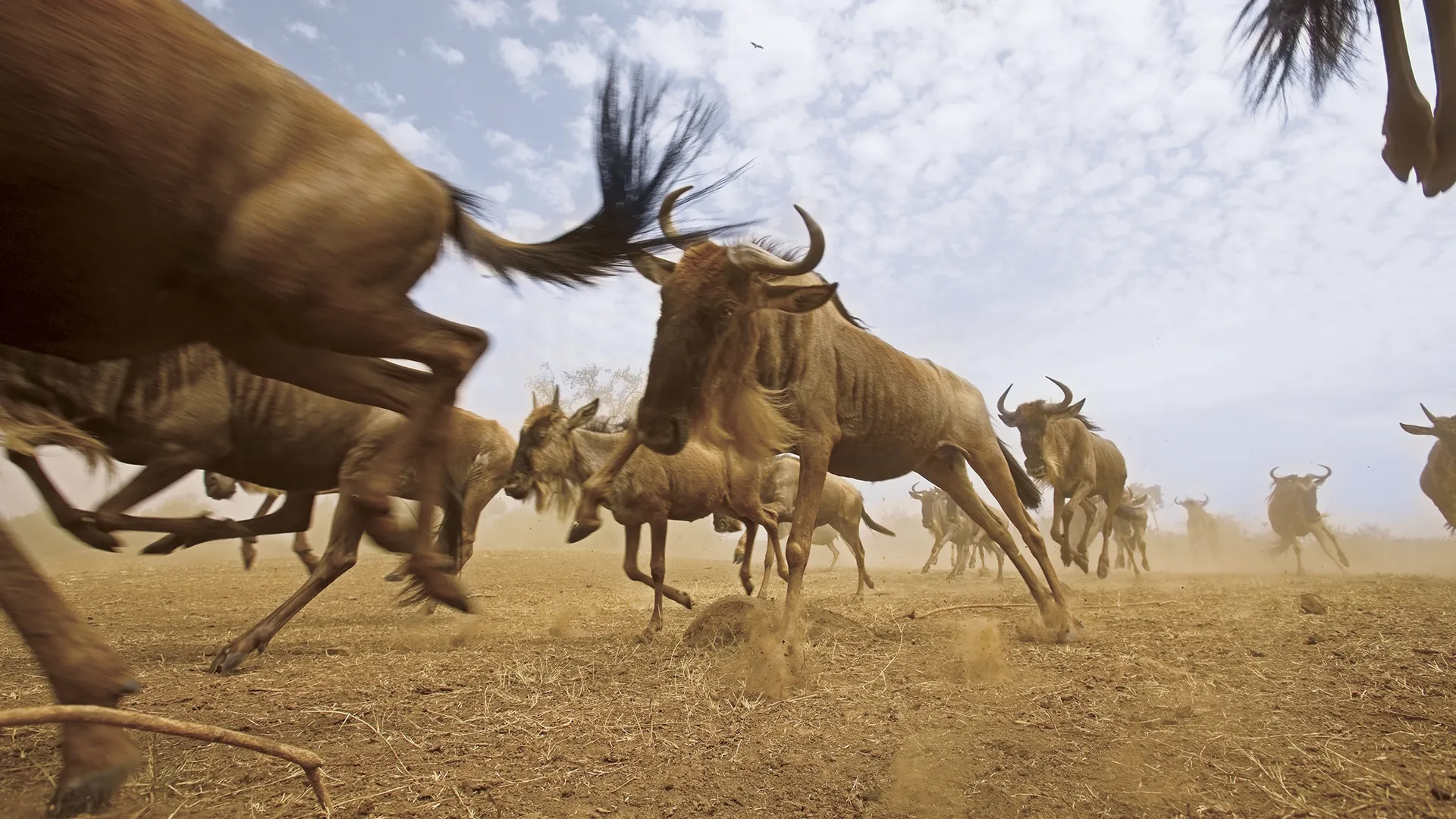 thumbnail - S1:E1 Born to Move