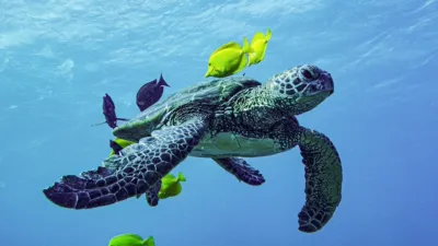 thumbnail - S1:E5 Hawai'i Volcanoes