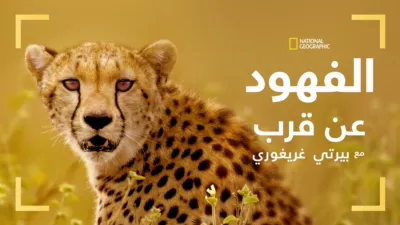 thumbnail - تقرّبوا من الفهود مع بيرتي غريغوري