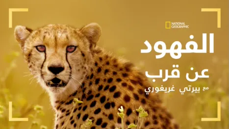 thumbnail - تقرّبوا من الفهود مع بيرتي غريغوري