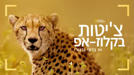 thumbnail - צ'יטות בקלוז-אפ עם ברטי גרגורי