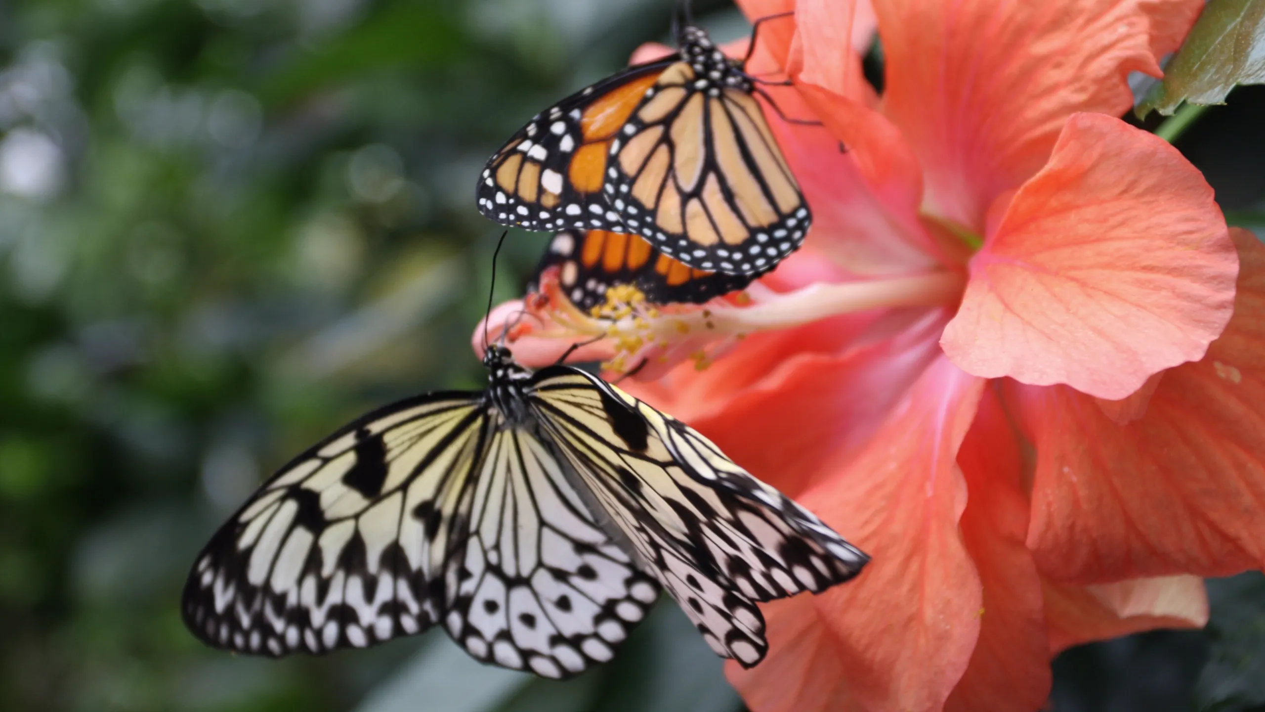 thumbnail - S1:E5 Science of Great Migrations