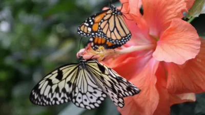 thumbnail - S1:E5 Science of Great Migrations