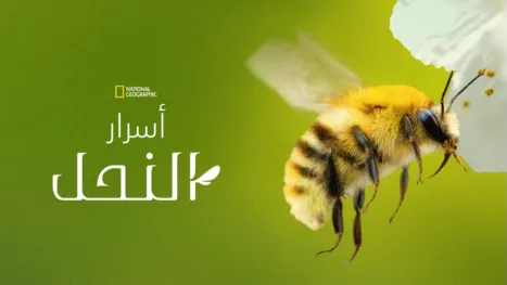 thumbnail - أسرار النحل
