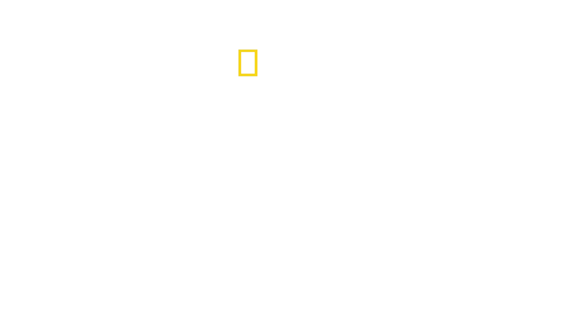 סודות הדבורים