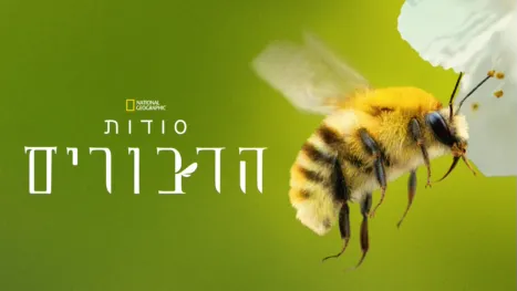 thumbnail - סודות הדבורים