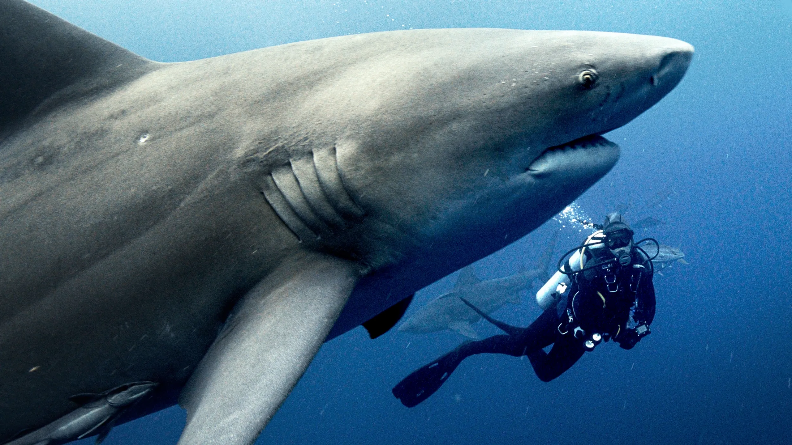 Deep Dive North America