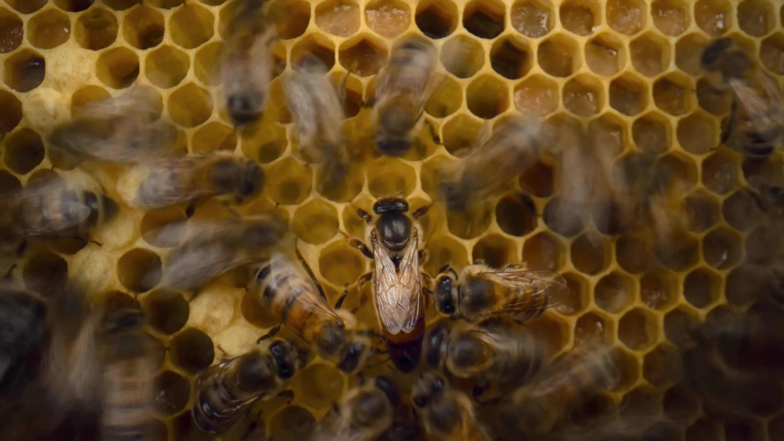 thumbnail - S1:E1 The Hive