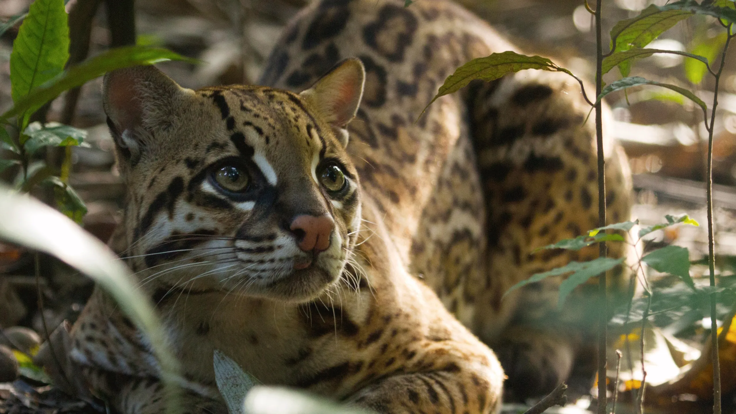 thumbnail - S1:E4 Jungles