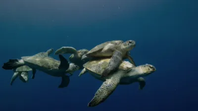 thumbnail - S1:E2 Oceans