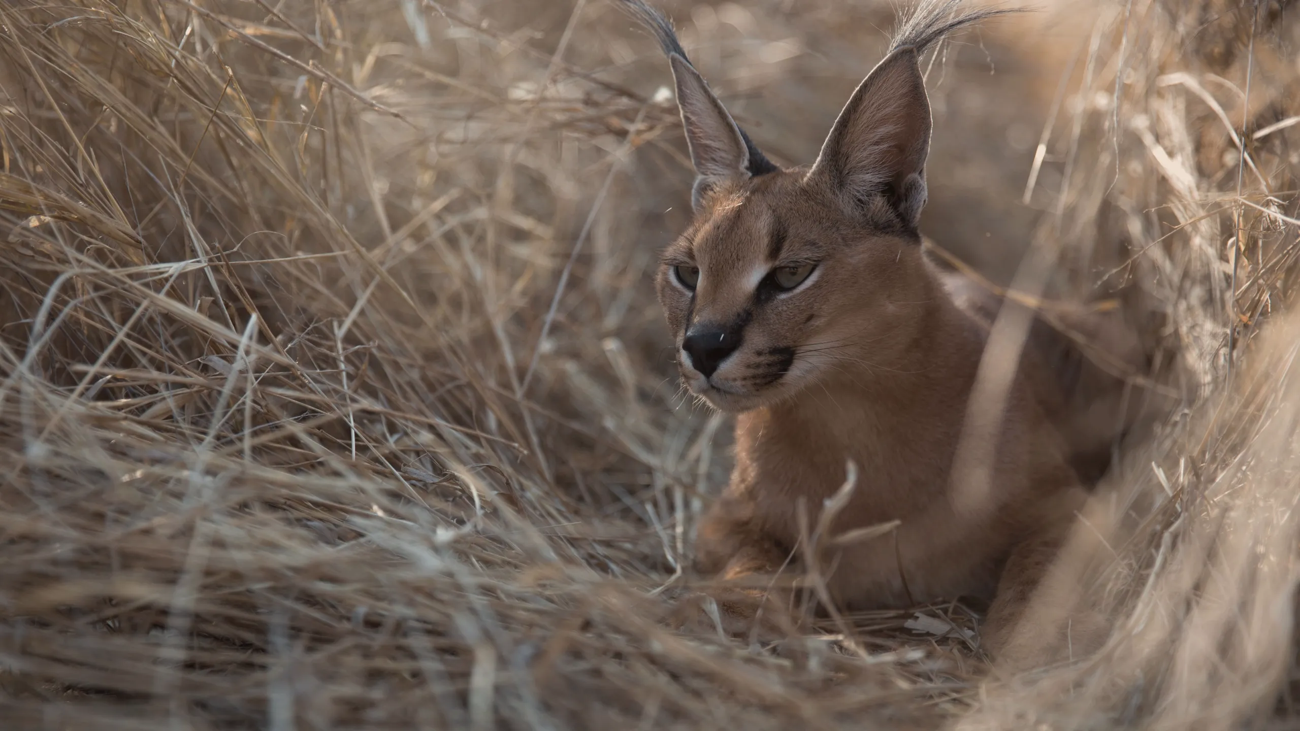 thumbnail - S1:E5 Deserts