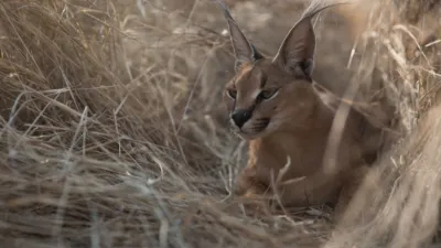 thumbnail - S1:E5 Deserts