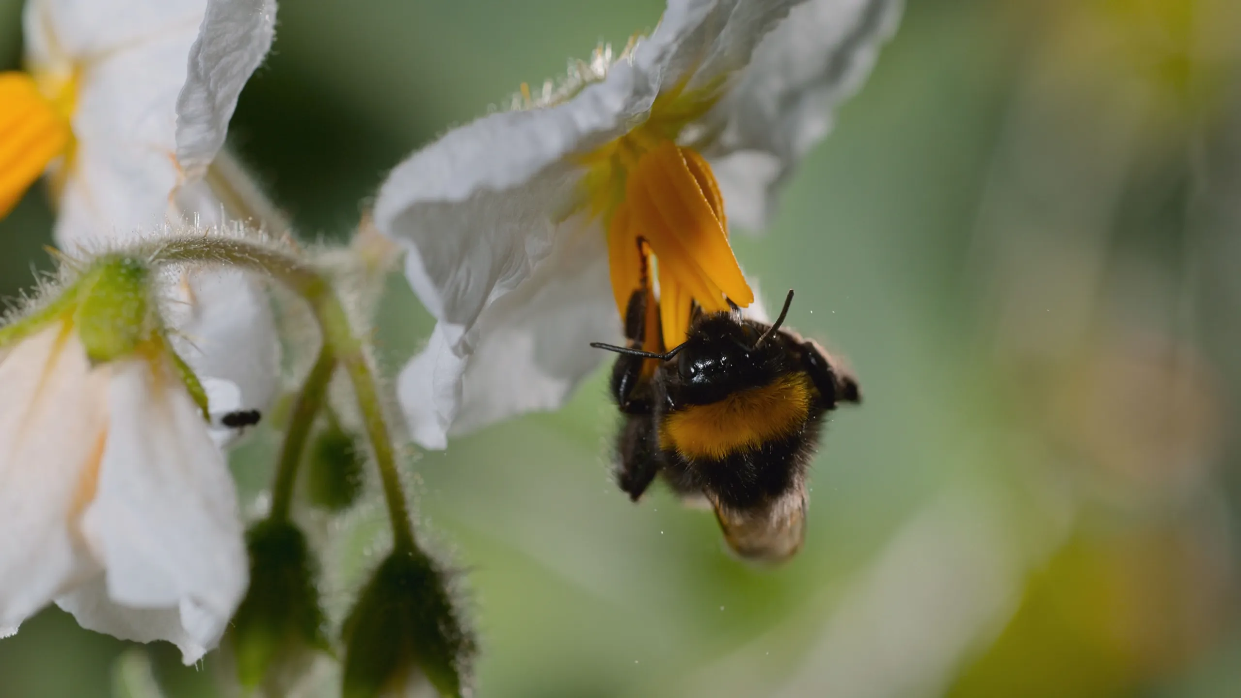 thumbnail - S1:E2 The Pollinators