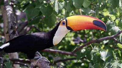 thumbnail - S3:E10 Jungle Dwellers