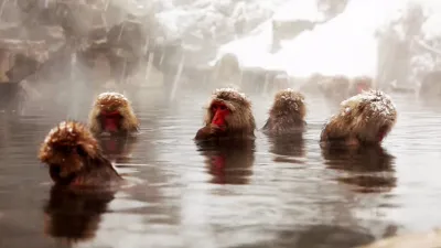 thumbnail - S3:E8 Quirky Critters