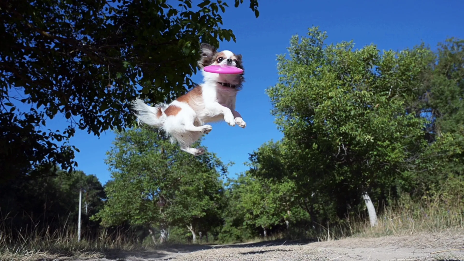 thumbnail - S3:E9 Pet-ticularly Awesome