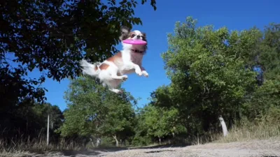 thumbnail - S3:E9 Pet-ticularly Awesome