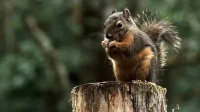 thumbnail - S3:E7 Animal Einsteins