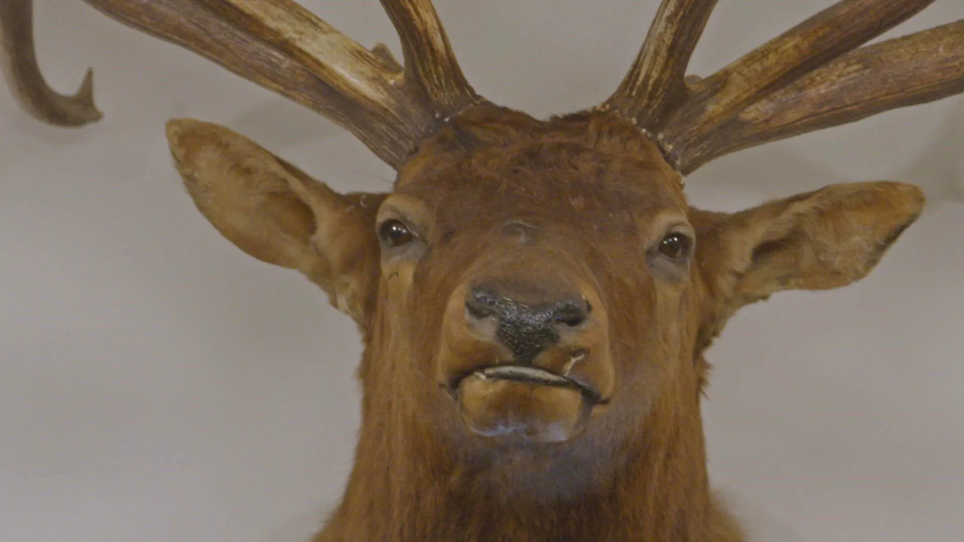 thumbnail - S2:E4 The Great Elk Heist