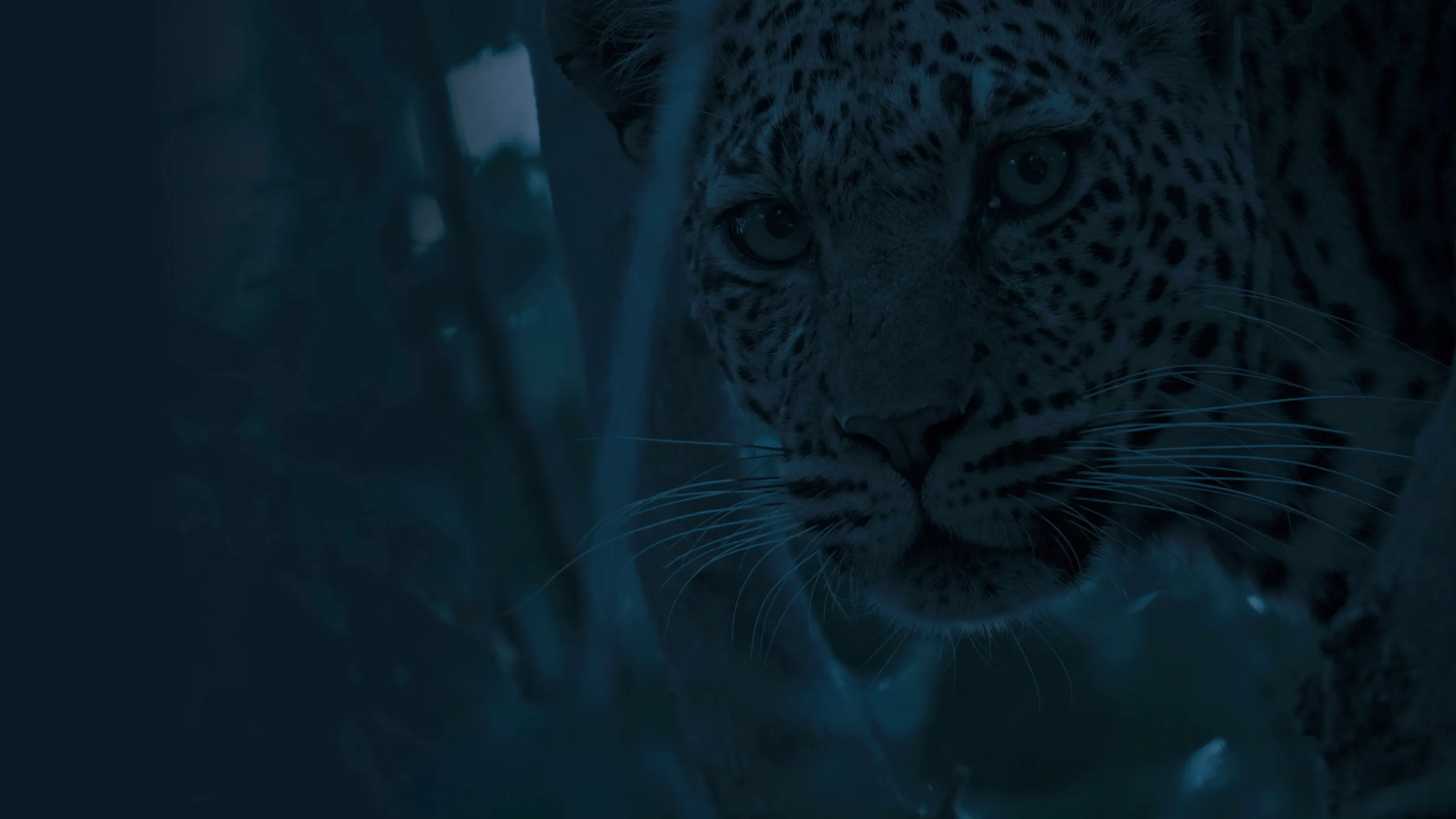Mashatu: Land of Leopards
