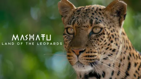thumbnail - Mashatu: Land of Leopards