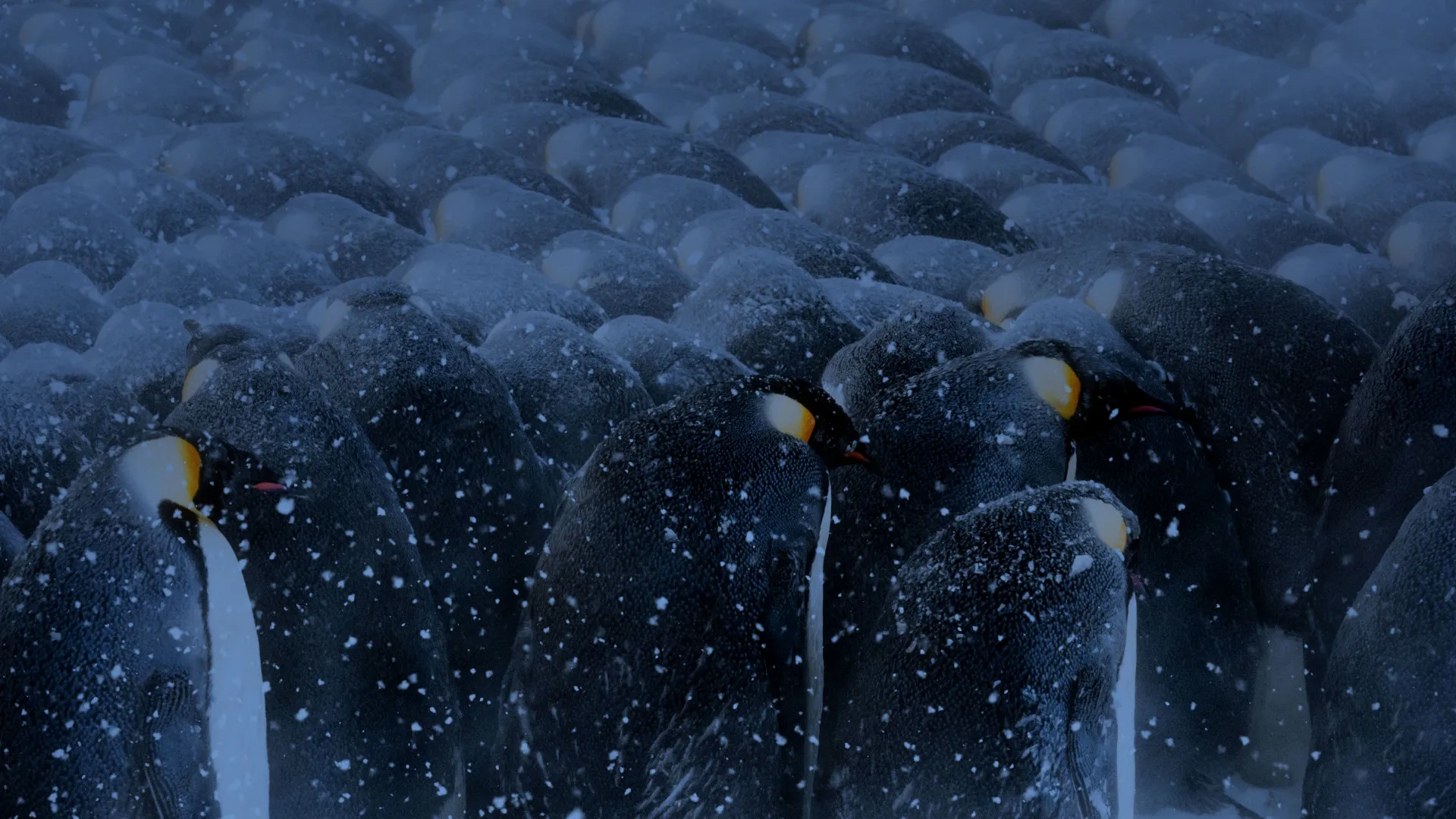 thumbnail - S1:E1 5-Minute Stories: Supercool Penguin Chicks