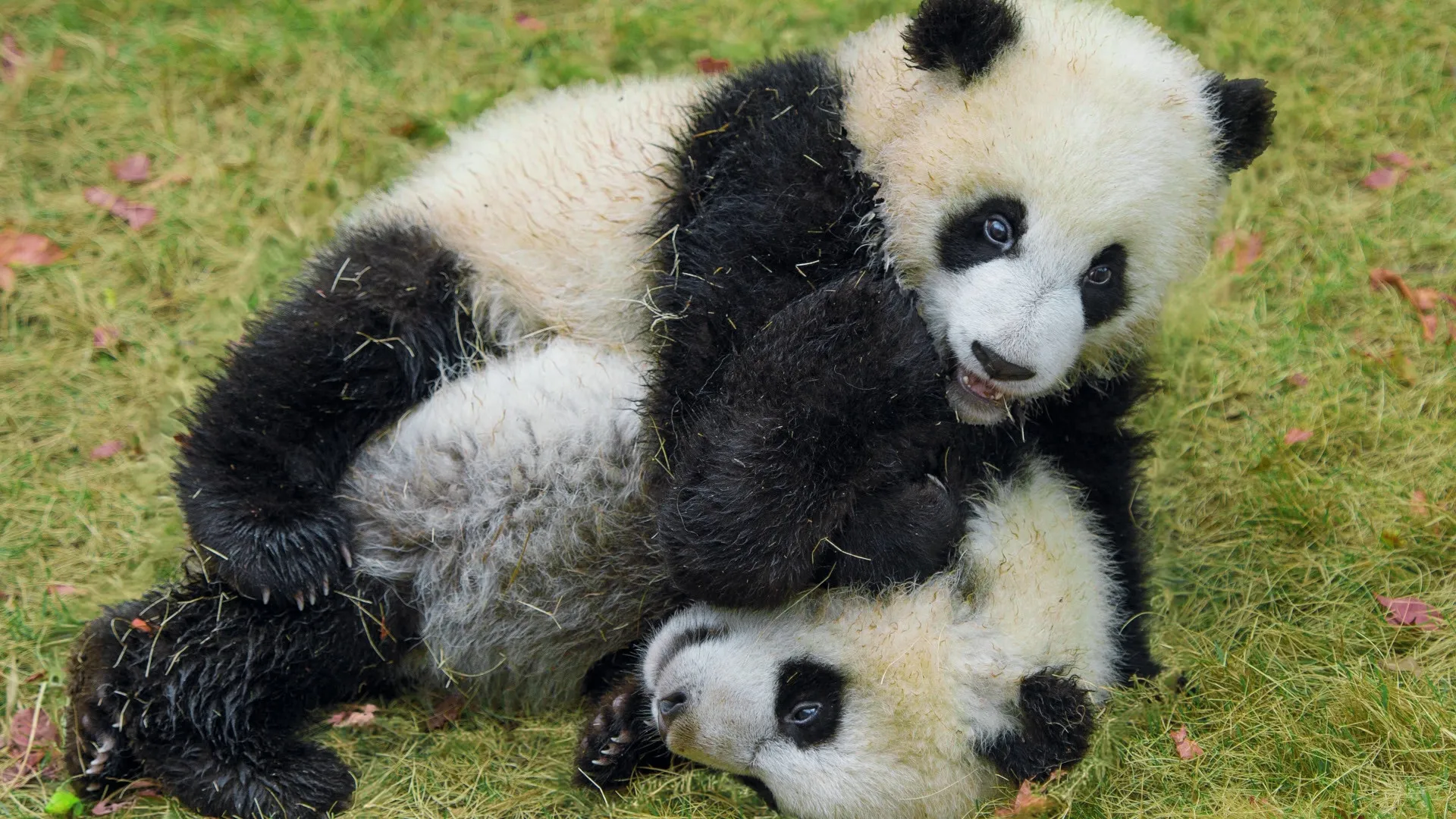 thumbnail - S1:E2 5-Minute Stories: A Panda Cub Grows Up