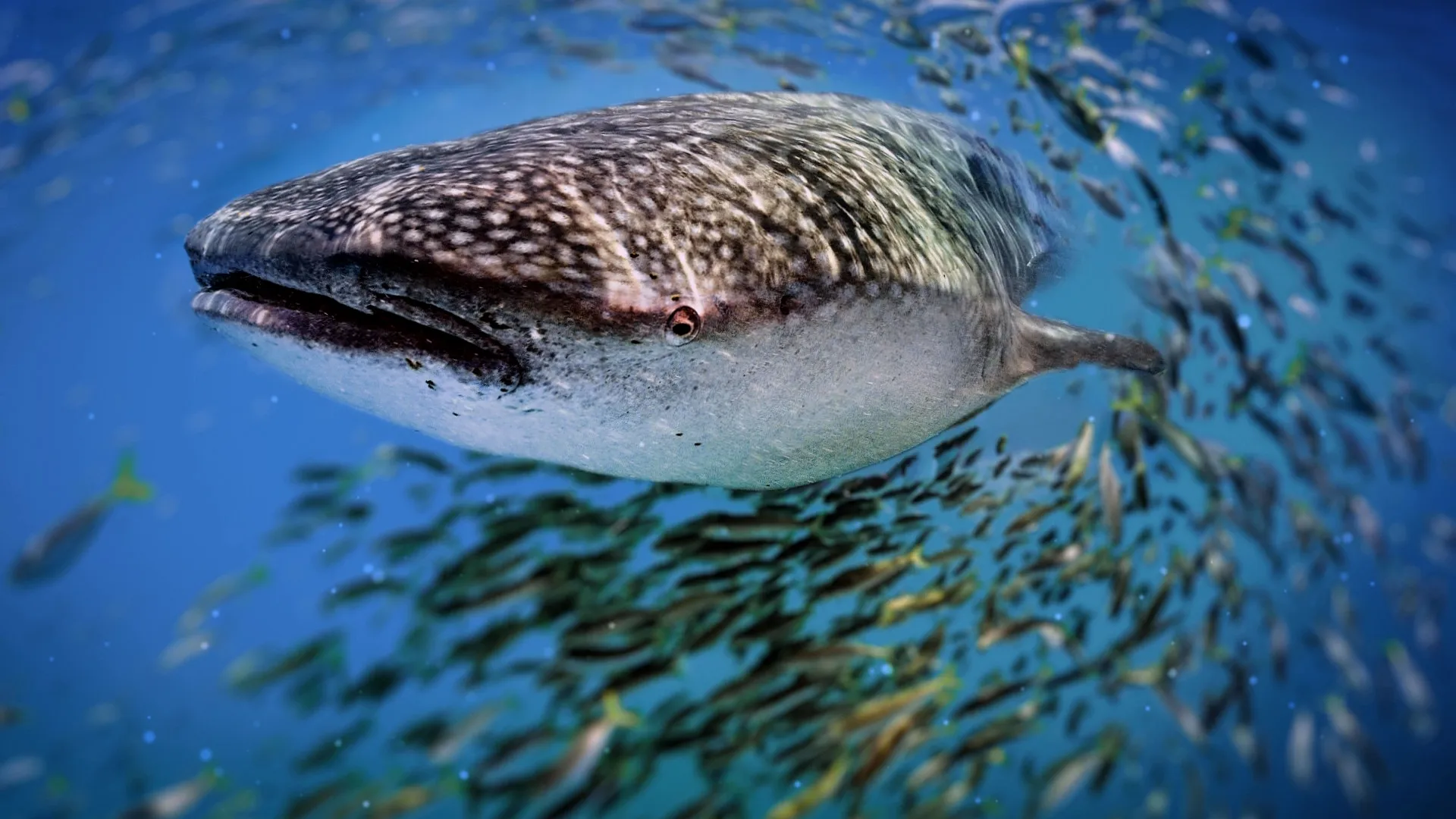thumbnail - S1:E3 5-Minute Stories: Whale Shark Rescue