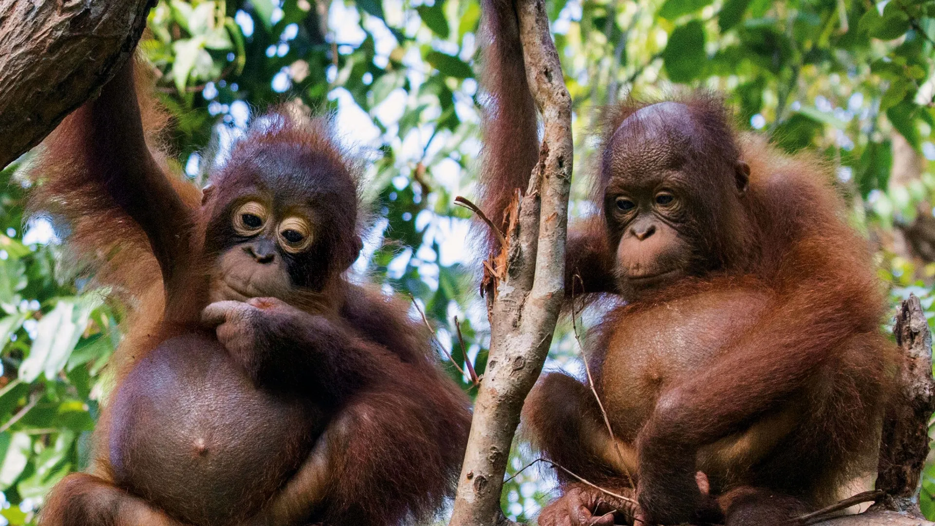 thumbnail - S1:E4 5-Minute Stories: Learning at the Ape Academy