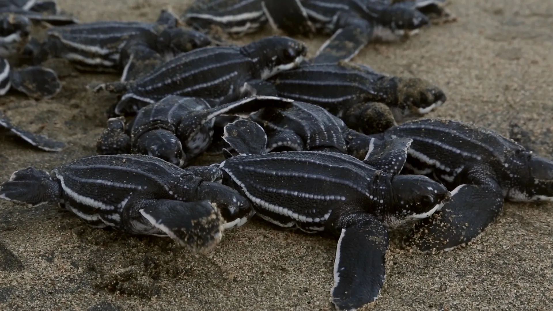 thumbnail - S1:E5 5-Minute Stories: A Baby Sea Turtle's Journey