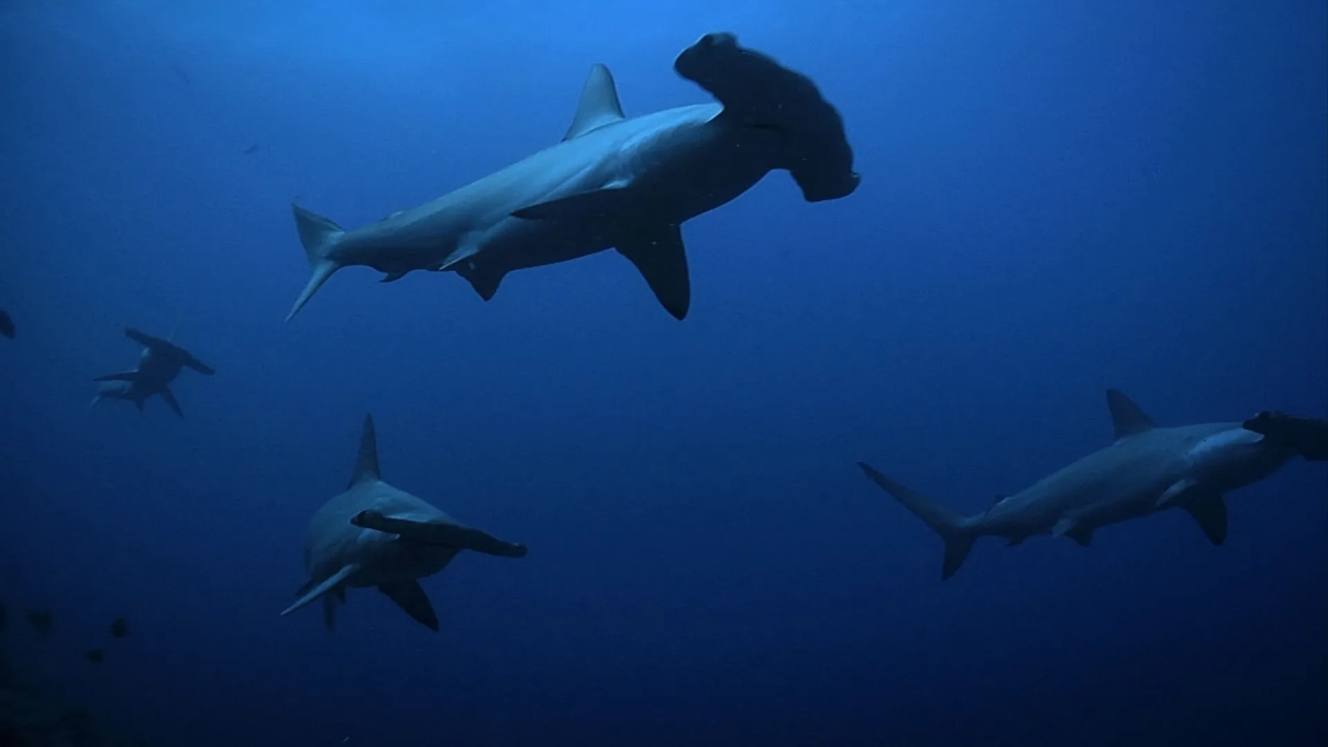 thumbnail - S1:E6 5-Minute Stories: Hello Hammerheads!