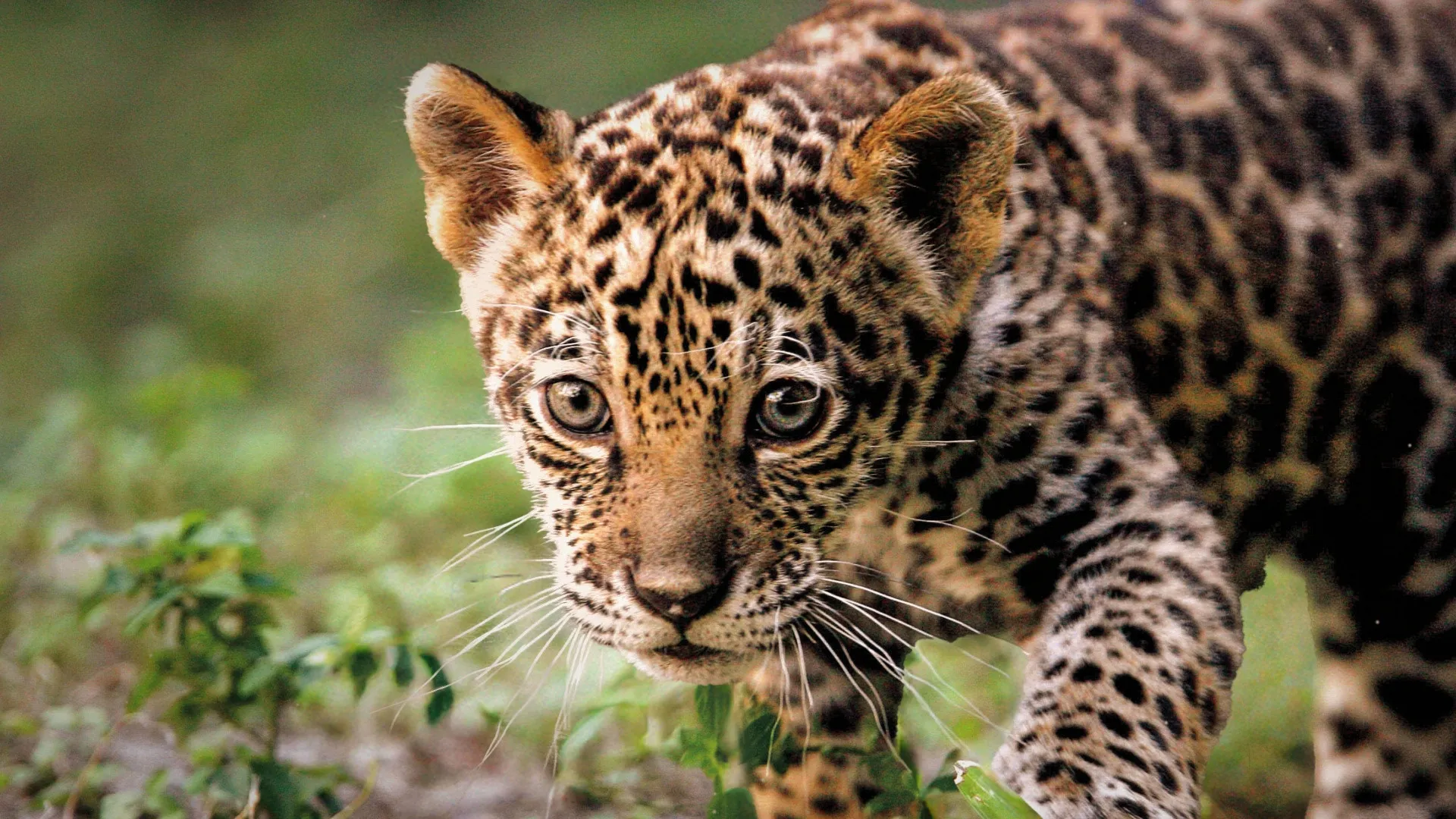 thumbnail - S1:E7 5-Minute Stories: Jaguar Cub Cuties