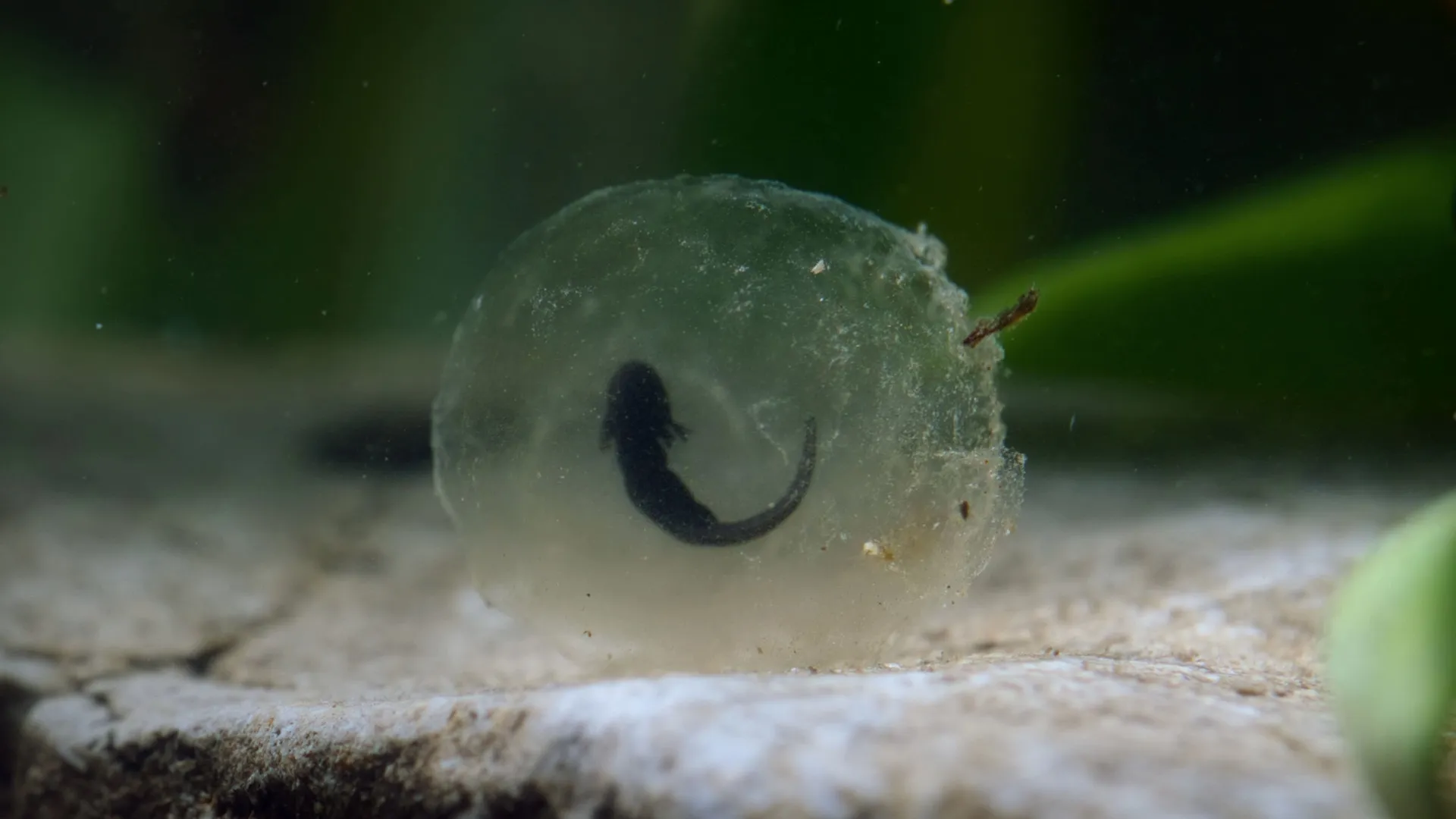 thumbnail - S1:E8 5-Minute Stories: From Tiny Tadpoles to Fabulous Frogs