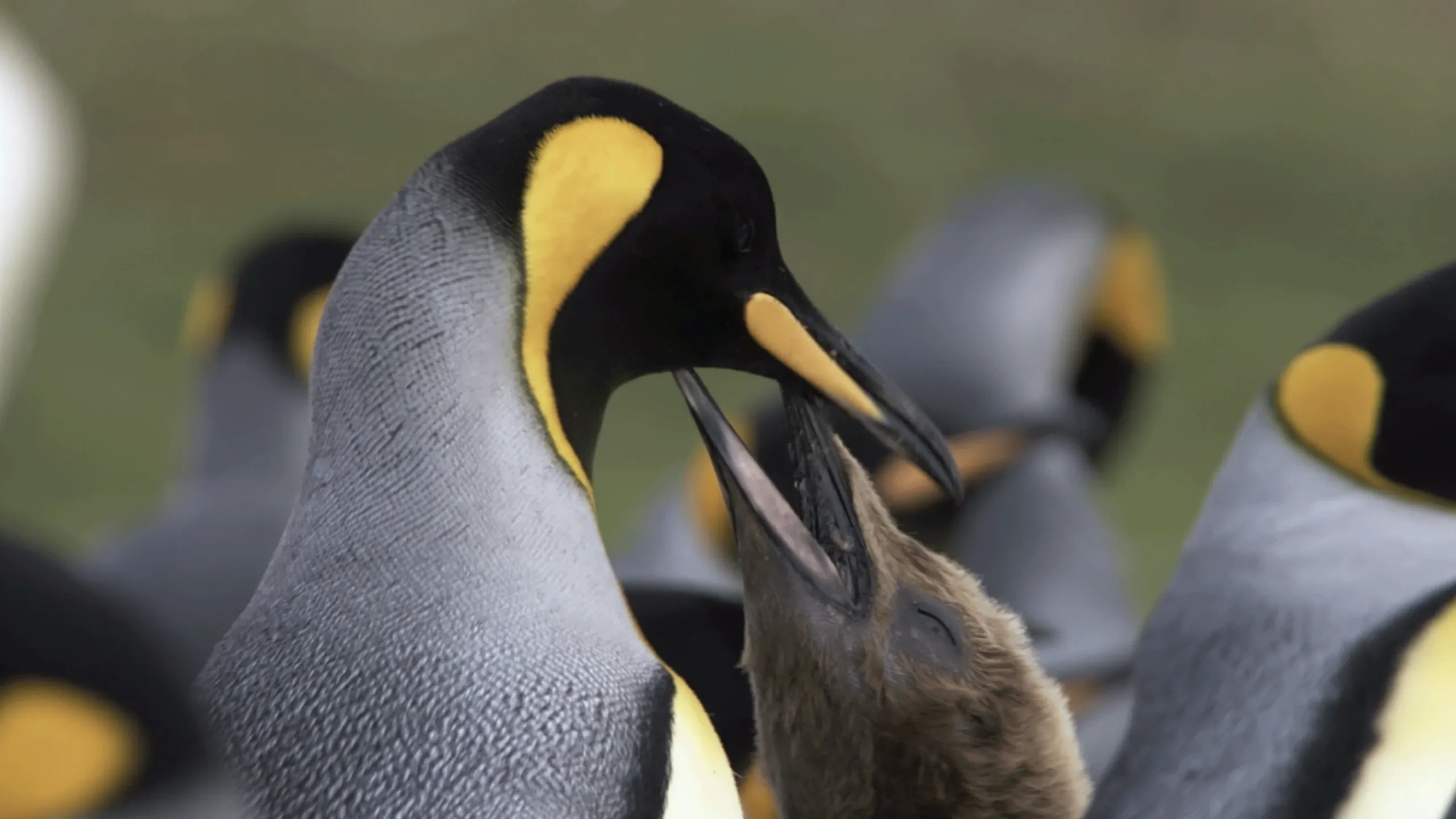 thumbnail - S1:E1 Ends of the Earth