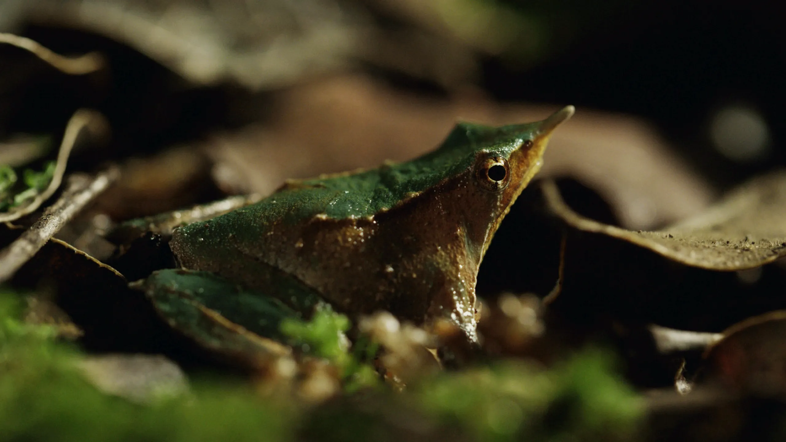 thumbnail - S1:E2 Land Before Time