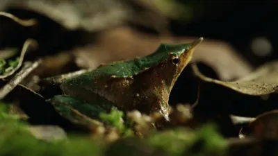 thumbnail - S1:E2 Land Before Time