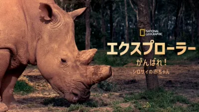 thumbnail - エクスプローラー：がんばれ！シロサイの赤ちゃん