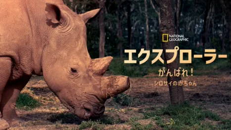 thumbnail - エクスプローラー：がんばれ！シロサイの赤ちゃん