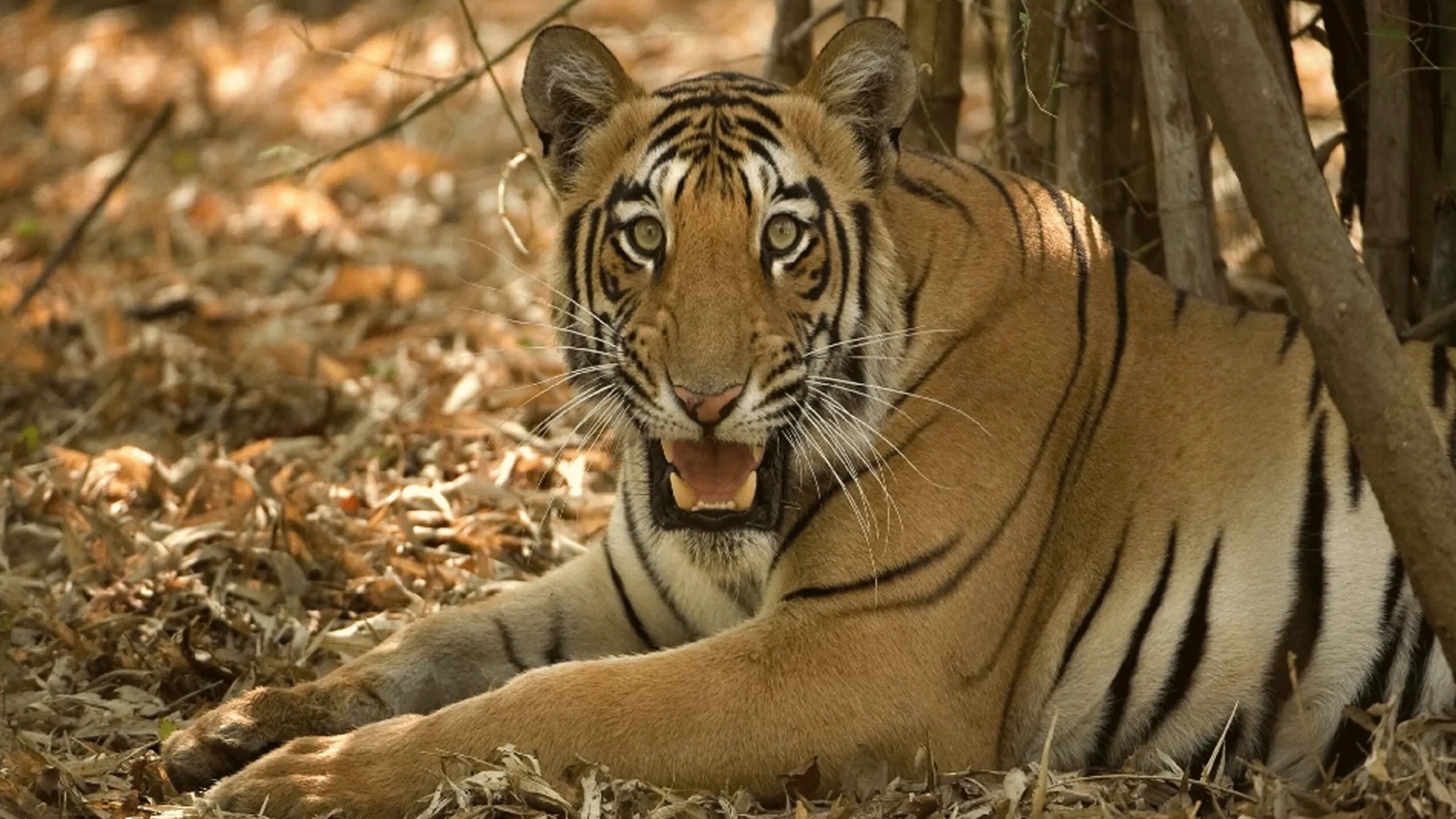 thumbnail - S1:E2 Tiger Jungles