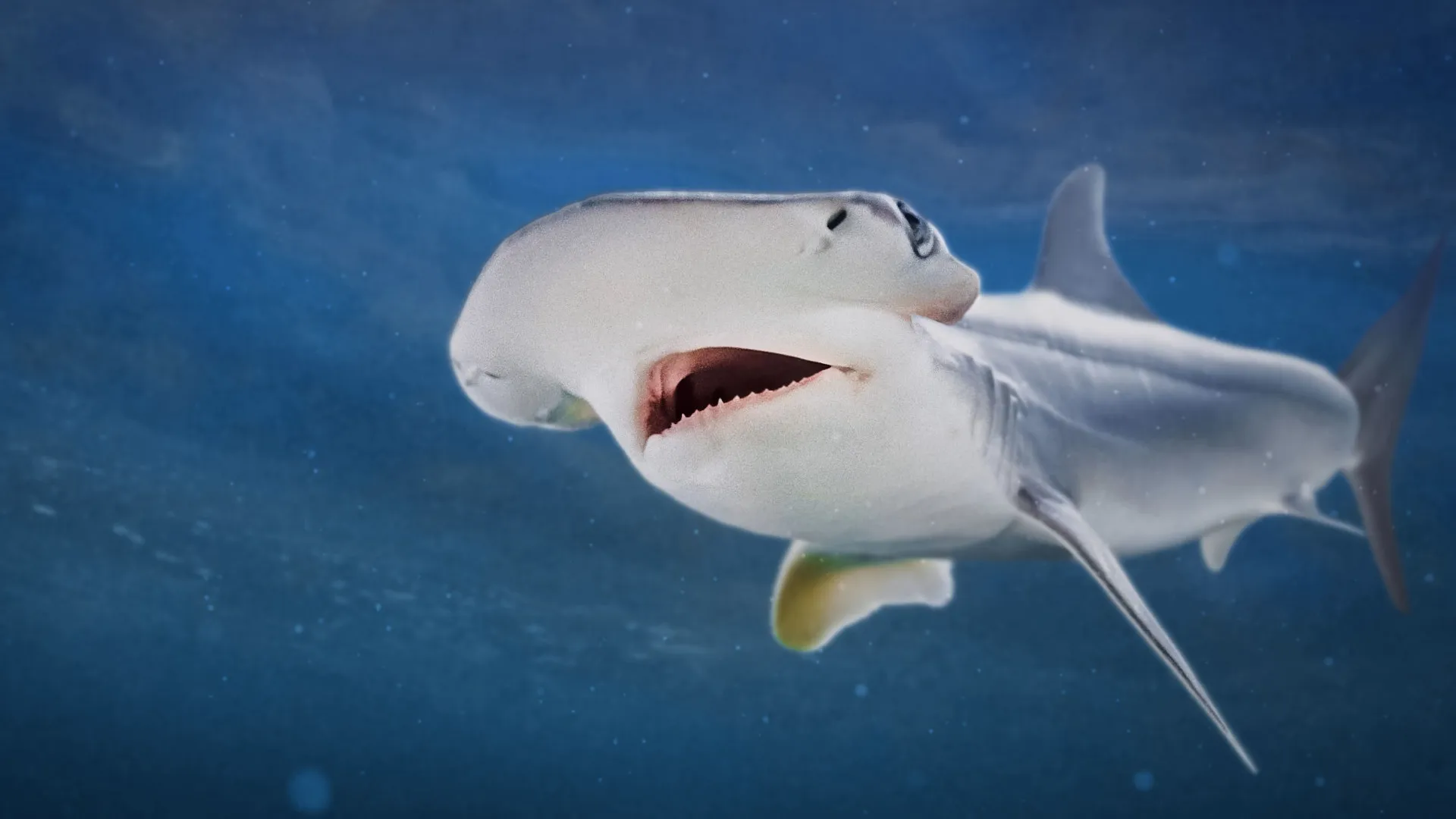 thumbnail - S1:E6 5-Minute Stories: Hello Hammerheads!